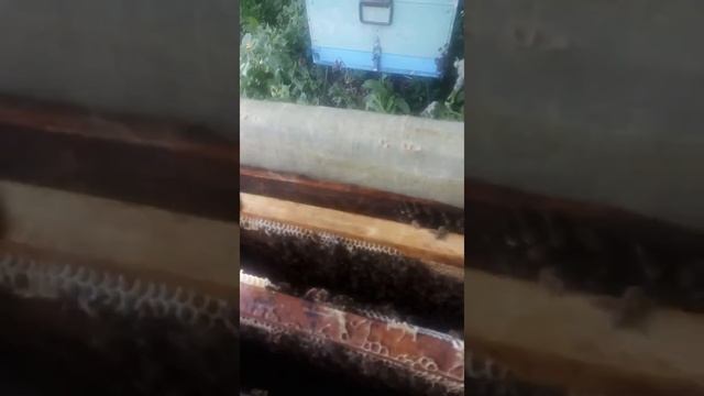 Бакфаст супер медовики!