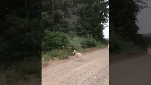 Гроза смерчей 🐶🌪️