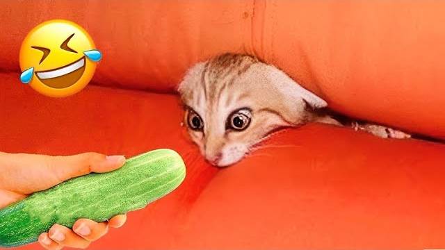 Самые забавные животные заставят вас безудержно смеяться 😂