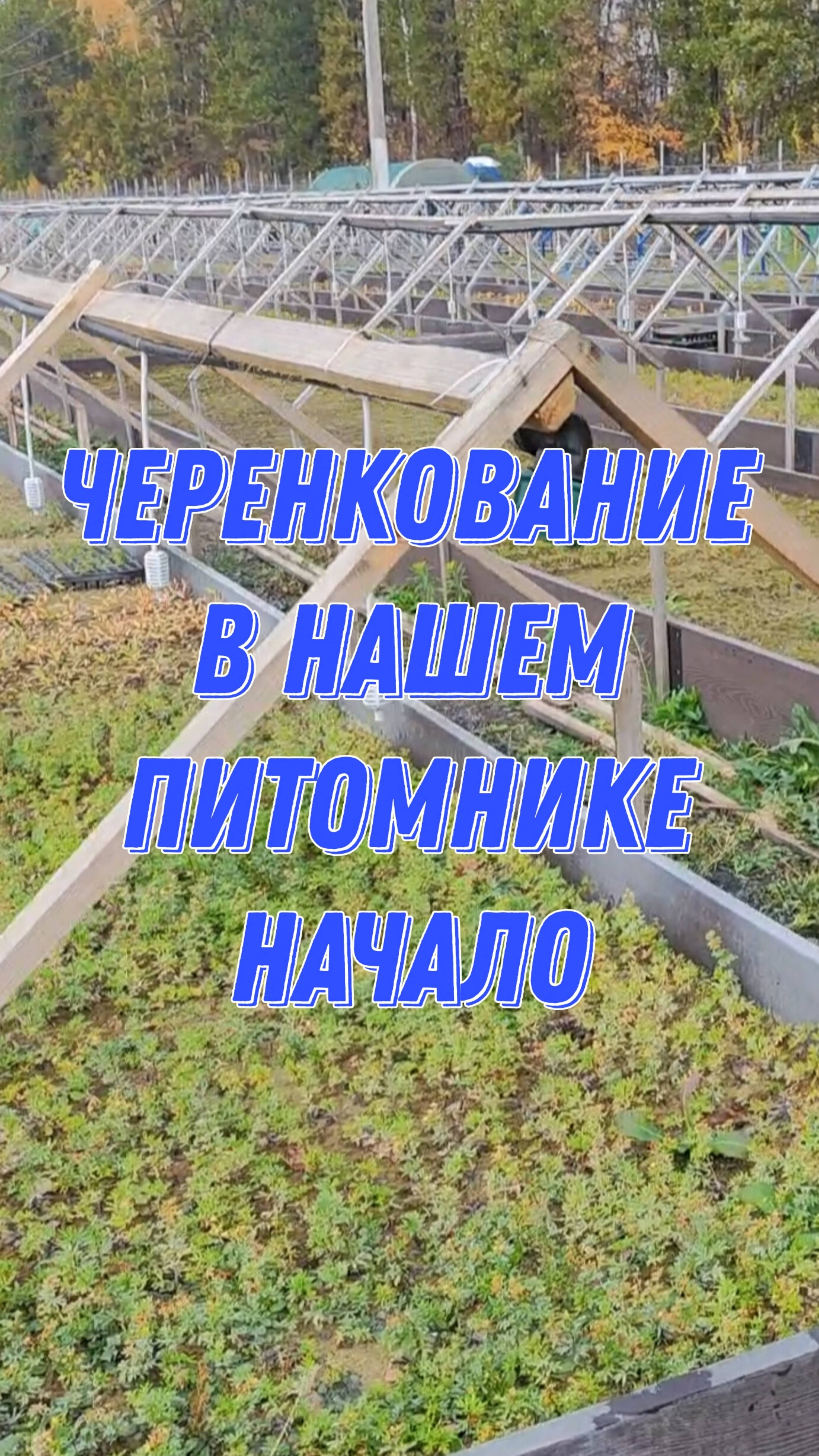 Черенкование в нашем питомнике! Начало...