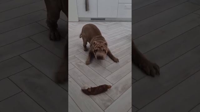 Она умеет говорить жестами#шарпей#яся