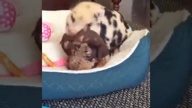 Свинья хочет играть со щенком