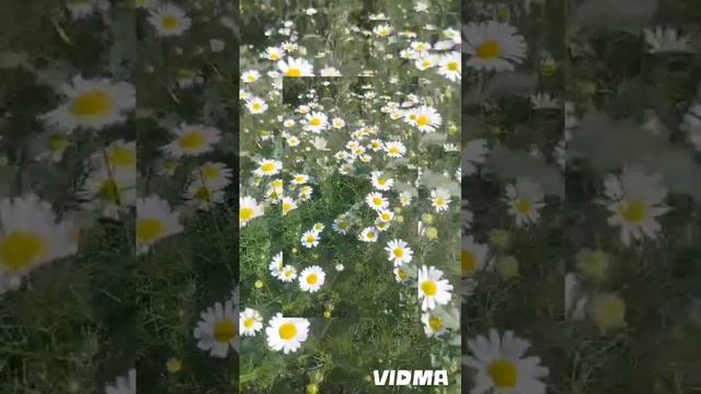 🌿Эстетика 🌿