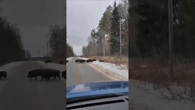 «Мальчик, смотри, какие клыки! Давай всех пропустим. — Остановись!