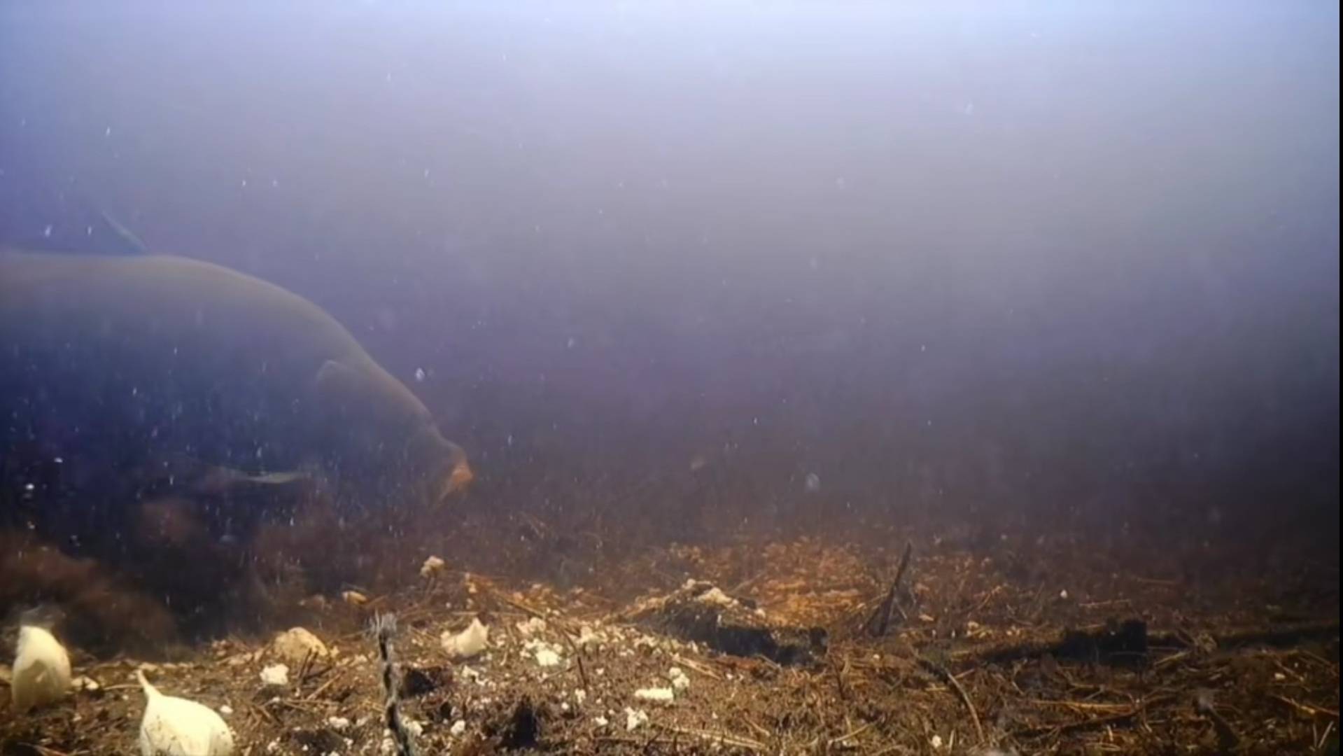 [carp in a swamp lake. perch and roach/карп в болотном озере. окуньки и плотва]