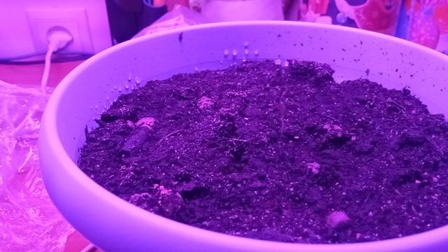 VID_20241228_200318.mp4