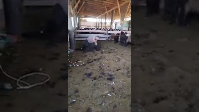 Стрижка