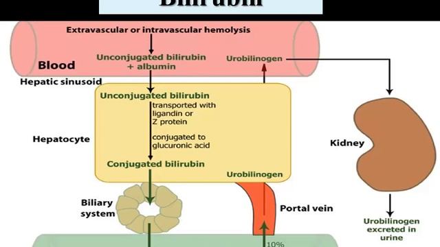 Liver Function Tests