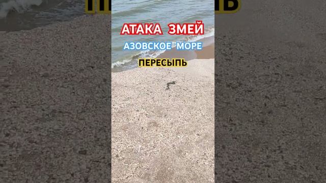 АТАКА ЗМЕЙ НА АЗОВСКОМ МОРЕ!!!ПЕРЕСЫПЬ!!!#голубицкая #азовскоеморе #змея #змеи #пересыпь