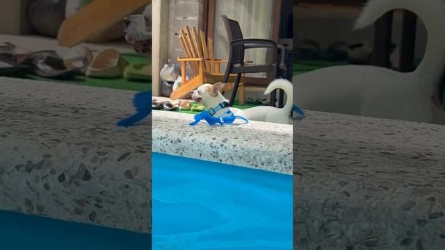 Мой сладкий мальчик