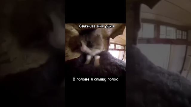 Коты Мацают 🐈