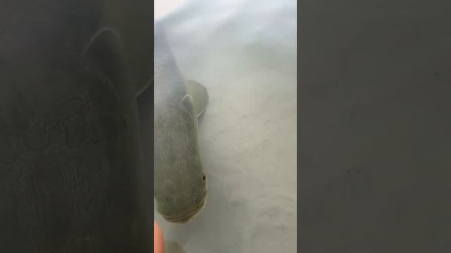 дай пожрать