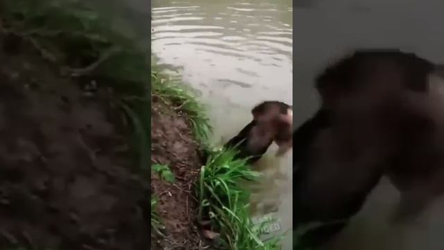 Рыбак 🐶🎣