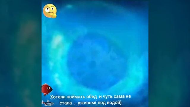 ХОТЕЛА ПОЙМАТЬ ОБЕД и .. ЧУТЬ САМА не СТАЛА УЖИНОМ