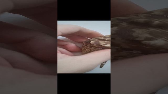 ракушка