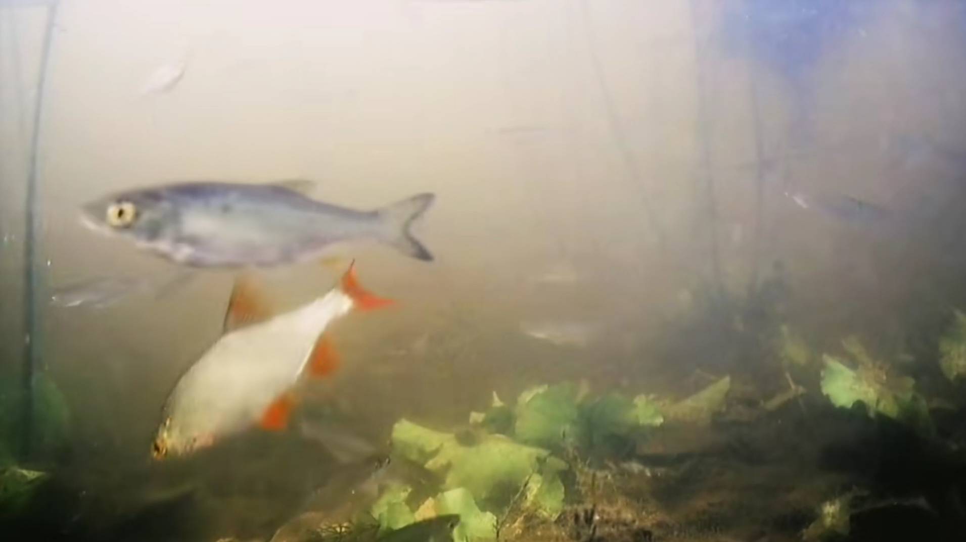 [underwater inhabitants of the river/подводные обитатели реки]