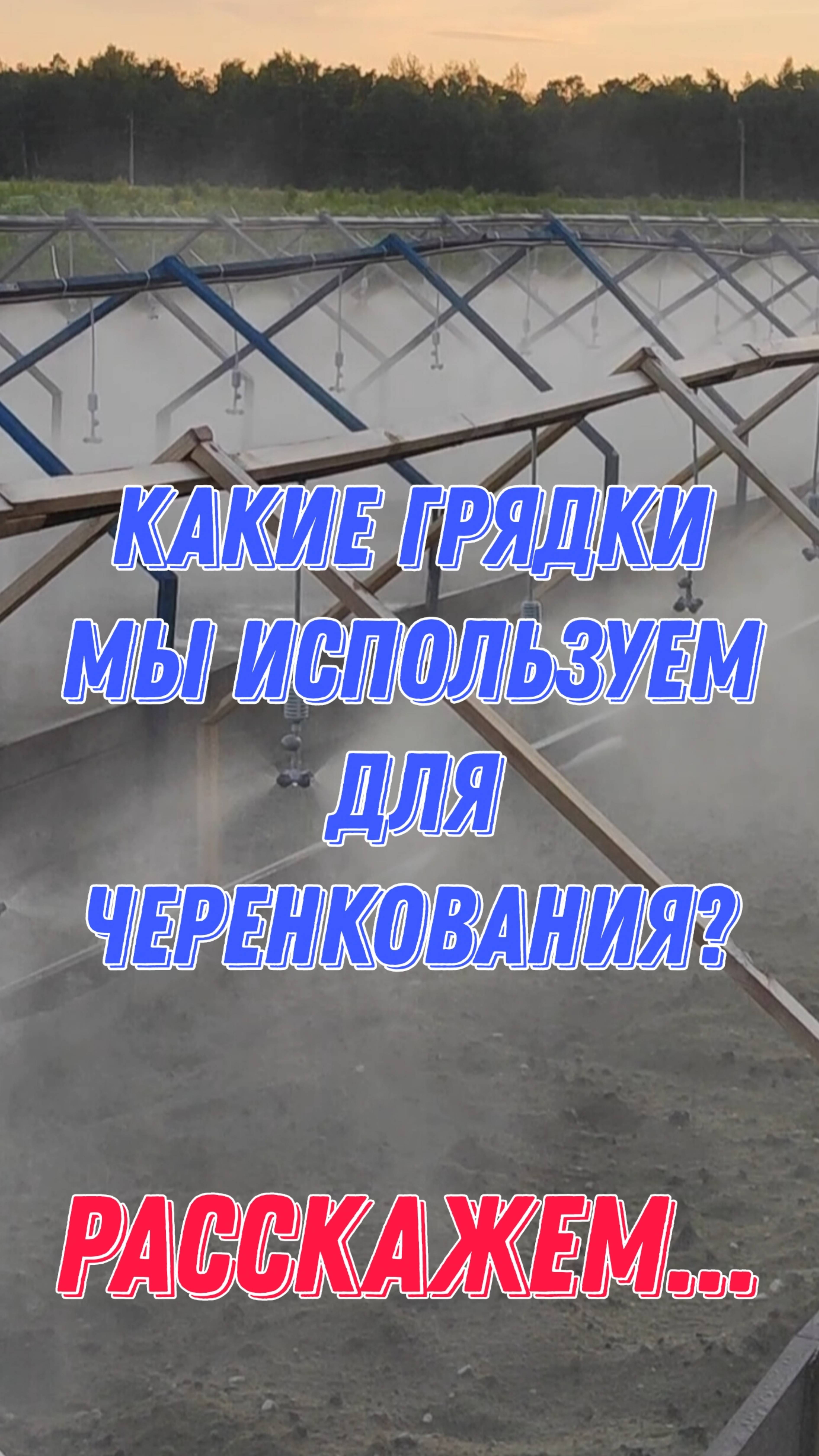 Какие грядки мы используем для черенкования? Расскажем...