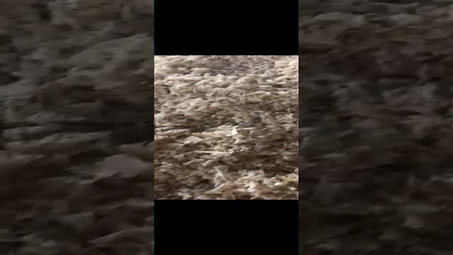 VID-20230115-WA0012.mp4