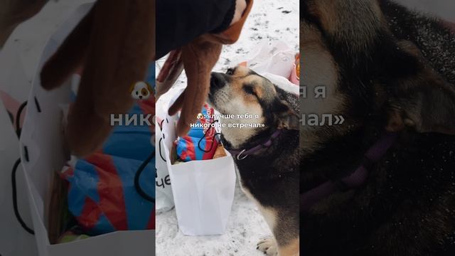 Для собаки ты лучший человек на свете ♥️