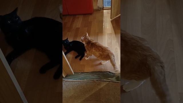 1000000231.mp4