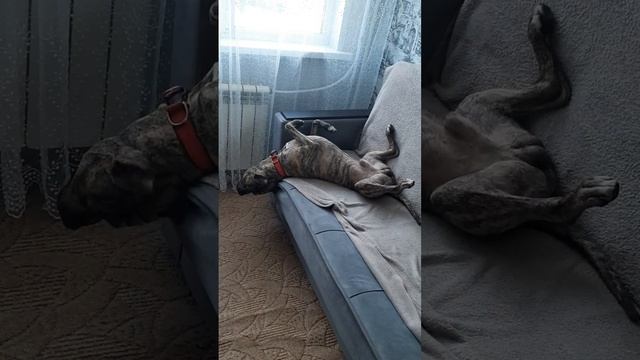 Ленивая 🐕