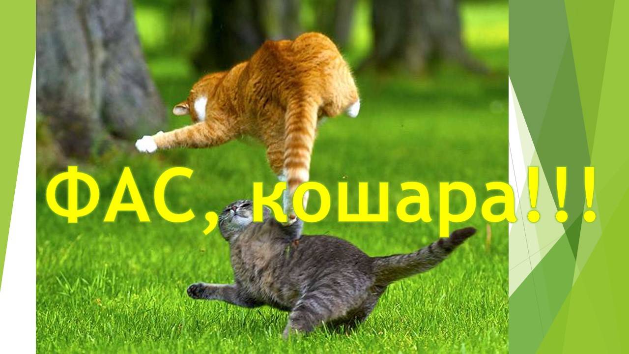 Фас, кошара!!! (cat-dog)