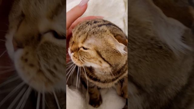 Шотландская вислоухая кошка 🐱