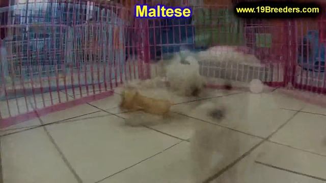 Maltese, Puppies, Dogs, For Sale, In Juneau, Borough, Alaska, AK, 19Breeders, Badger, College