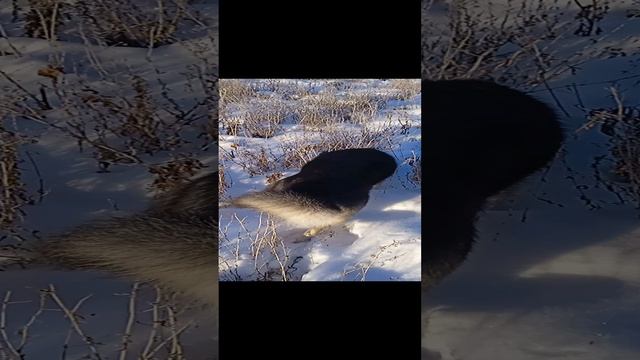 охота на мышей🐹
