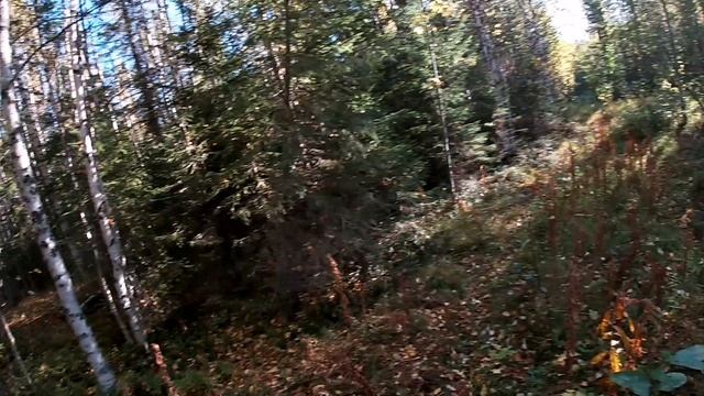 Охота с гончими.