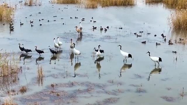 🐦В устье реки Ляохэ стало вдвое больше краснокнижных журавлей