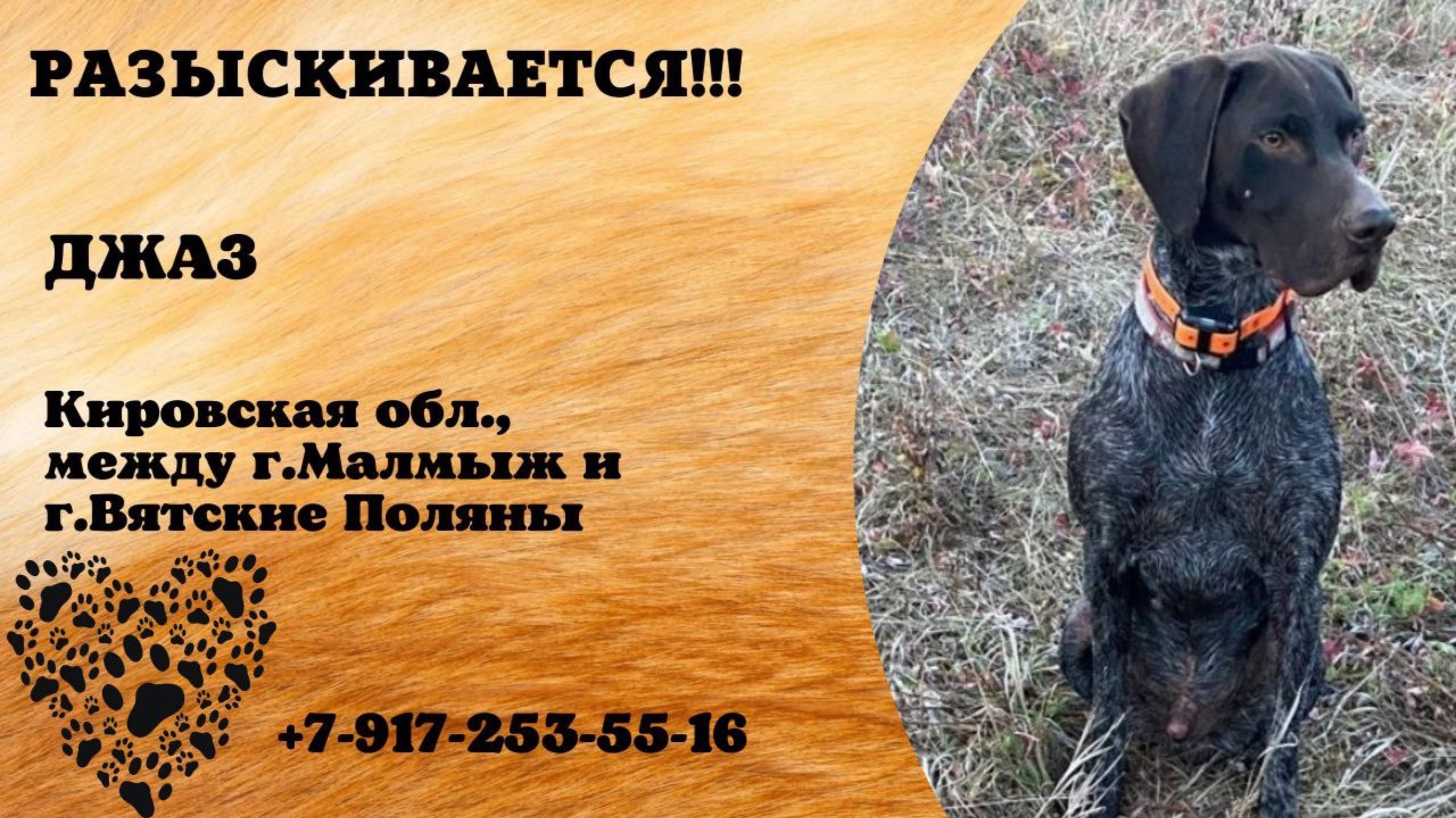Пропала собака! ДЖАЗ. Кировская обл., между г.Малмыж и г.Вятские Поляны