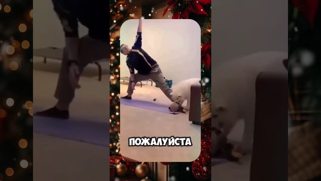 🎄 ROMEO BARSKIY ✨ ИГРАЕМ В СНЕЖКИ ❄️ #romeobarskiy #mrromeobarskiy #romeo_barskiy #cat #trending