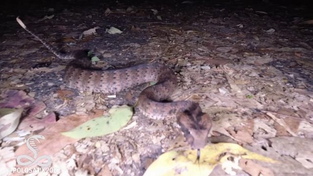 Гадюкообразная смертельная змея (Acanthophis antarcticus)