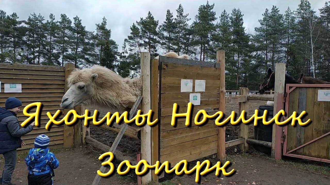 Яхонты Ногинск Зоопарк