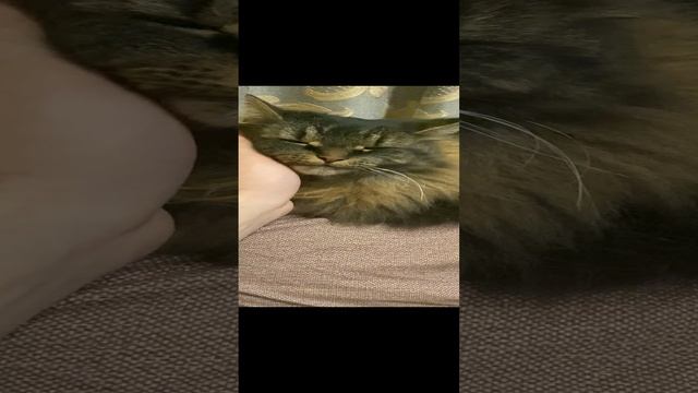 кися