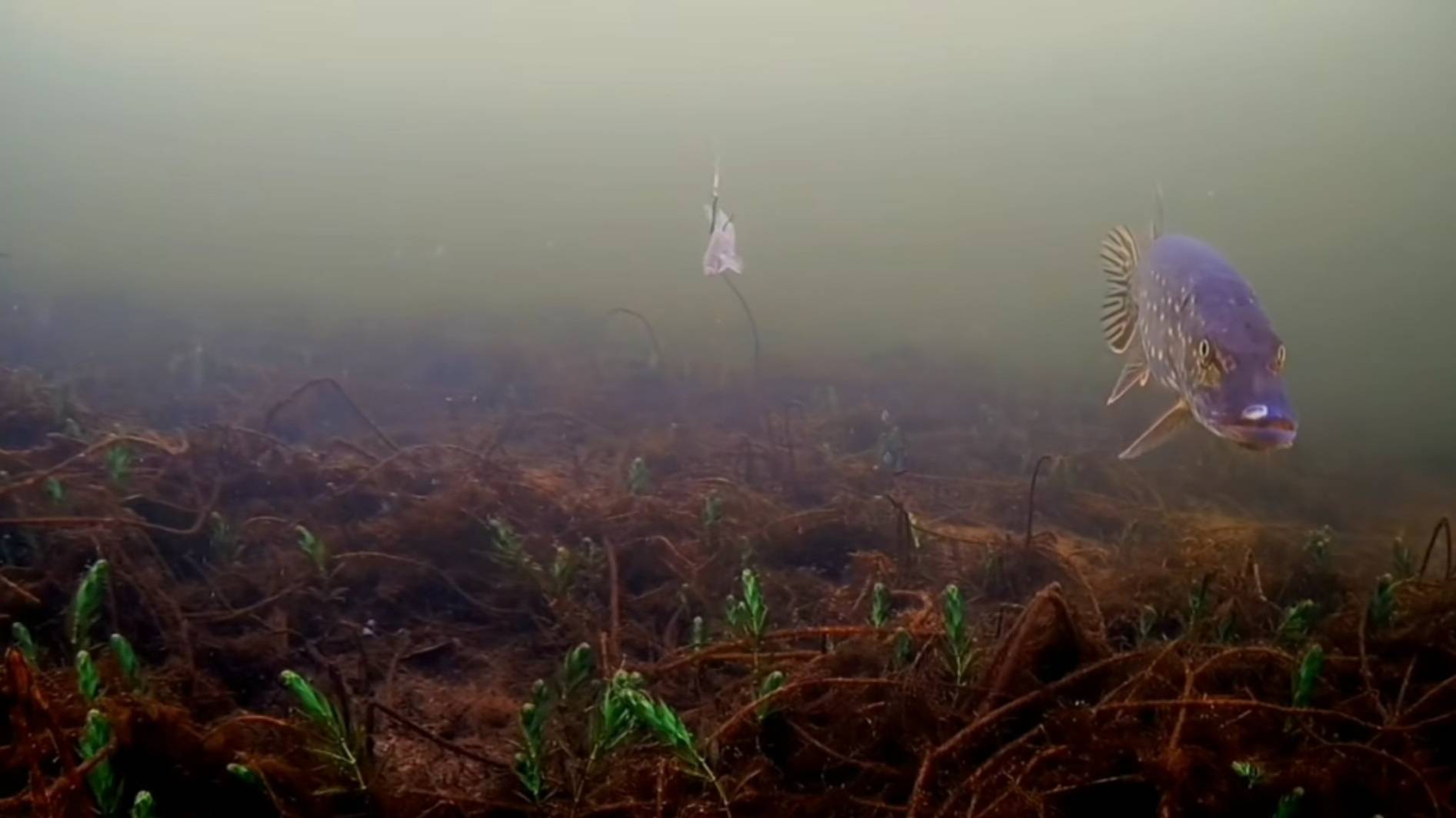 [underwater filming on Lake Lyukhovo (Belarus)/подводные съёмки на озере Люхово (Беларусь)]