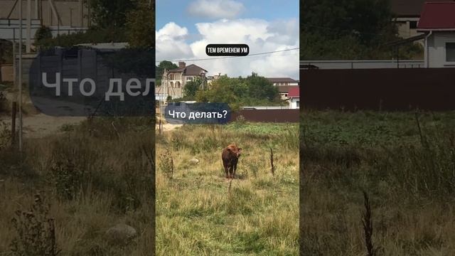 Дизайн Человека юмор