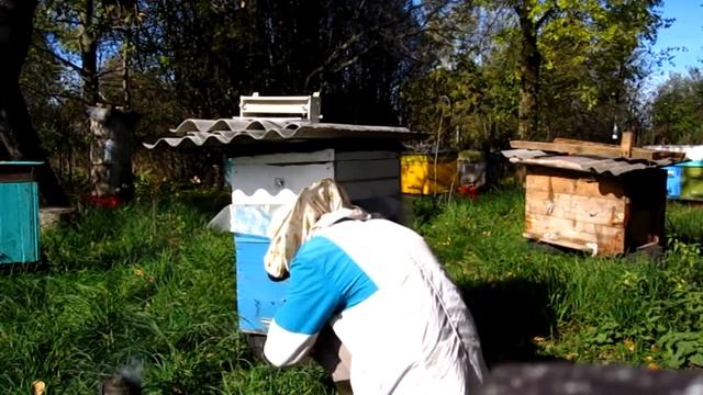 Установка загорадителя на улей Apiary Bee&Ivtodi  Preparation to winter