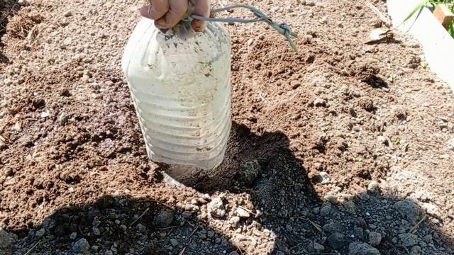 Тыква крупноплодная ‘Пабло‘. Тестирование семян на 7 дач. Ольга Кузина. Иваново