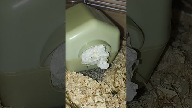 Звуки сирийского хомяка