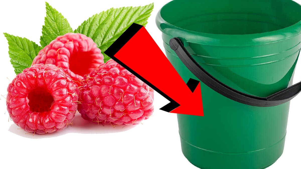 Как подкормить малину За 3 Секунды!.