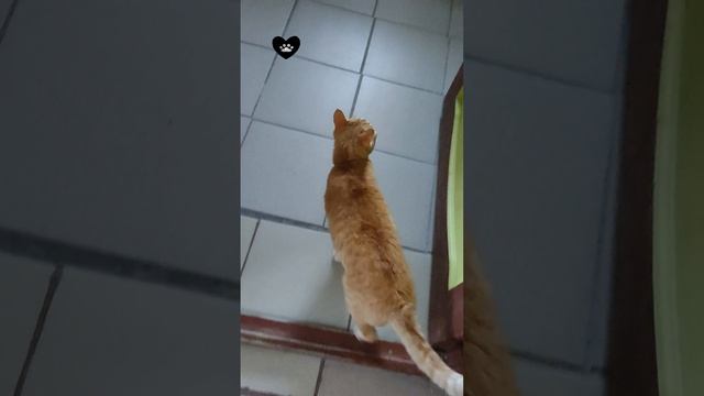 Продолжение показа владений
