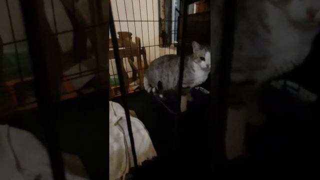 Красивый котенок Барс