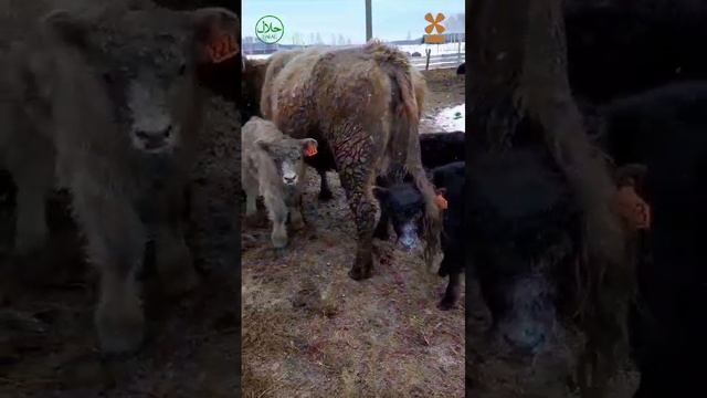 VID-20241228-WA0000