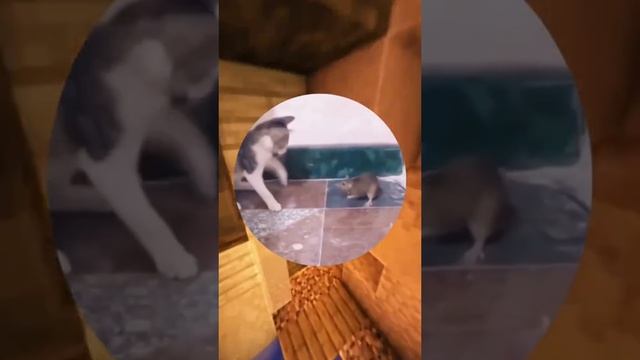 Все коты ловят мышей! Мой кот #смех #смехдослез #смехдослёз #смехигрех #смехота
