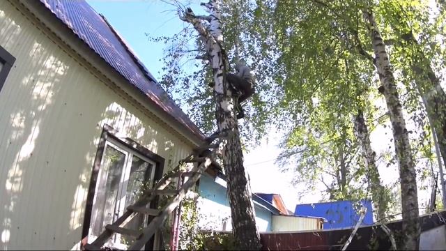 ВЛОГ : ЧУТЬ НЕ УПАЛ С ДЕРЕВА + БЕССТРАШНЫЙ  ЮТУБЕР