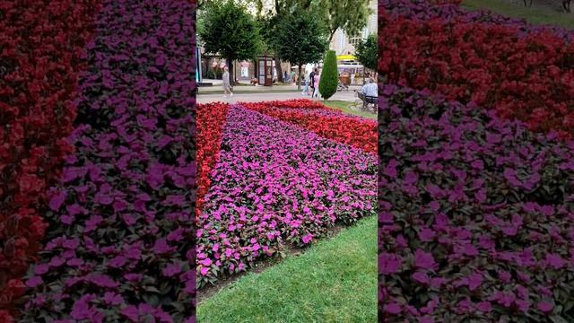 Цветы и Кисловодск