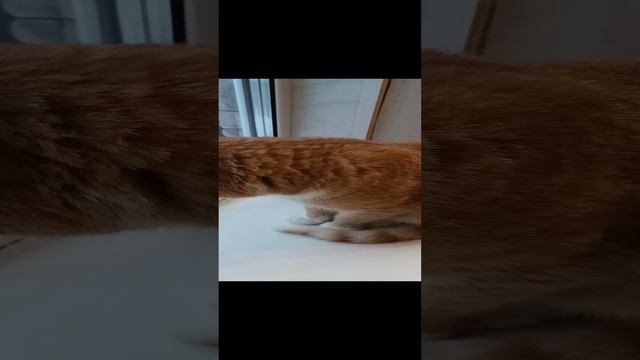 Кот пасёт птичек