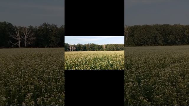 Гречка